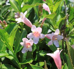 Vajgélie květnatá 'Piccolo' - Weigela florida 'Piccolo'