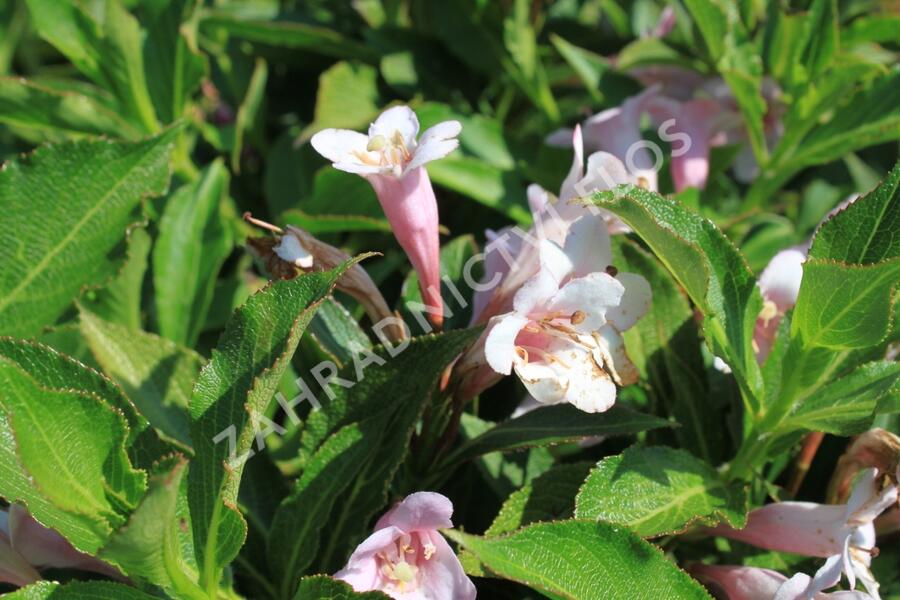 Vajgélie květnatá 'Piccolo' - Weigela florida 'Piccolo'
