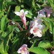 Vajgélie květnatá 'Piccolo' - Weigela florida 'Piccolo'