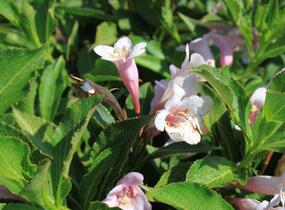 Vajgélie květnatá 'Piccolo' - Weigela florida 'Piccolo'