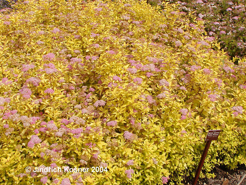 Tavolník japonský 'Golden Princess' - Spiraea japonica 'Golden Princess'