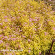 Tavolník japonský 'Golden Princess' - Spiraea japonica 'Golden Princess'