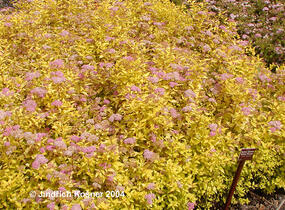 Tavolník japonský 'Golden Princess' - Spiraea japonica 'Golden Princess'