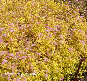 Tavolník japonský 'Golden Princess' - Spiraea japonica 'Golden Princess'