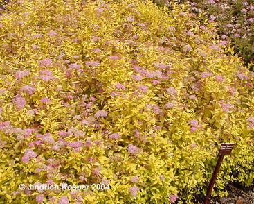 Tavolník japonský 'Golden Princess'