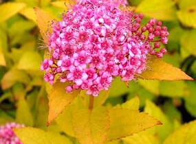 Tavolník japonský 'Golden Princess' - Spiraea japonica 'Golden Princess'
