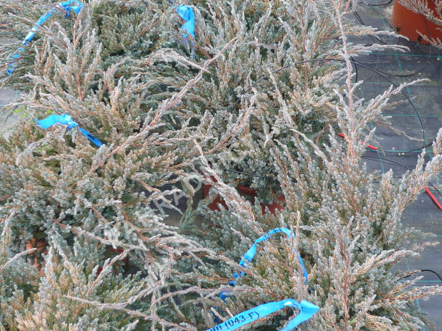 Jalovec šupinatý 'Blue Carpet' - Juniperus squamata 'Blue Carpet'