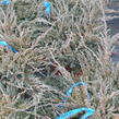Jalovec šupinatý 'Blue Carpet' - Juniperus squamata 'Blue Carpet'