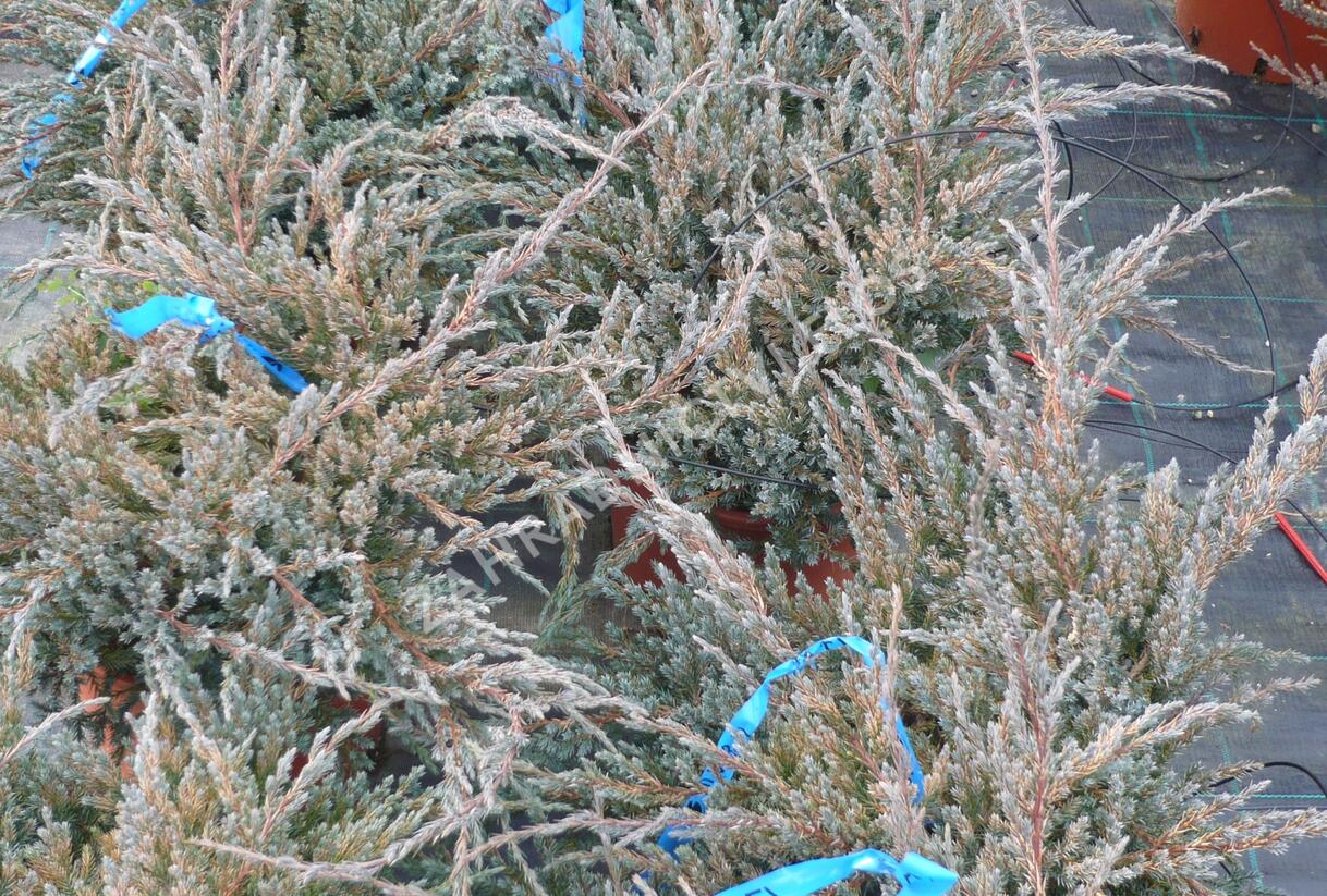 Jalovec šupinatý 'Blue Carpet' - Juniperus squamata 'Blue Carpet'