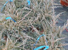 Jalovec šupinatý 'Blue Carpet' - Juniperus squamata 'Blue Carpet'