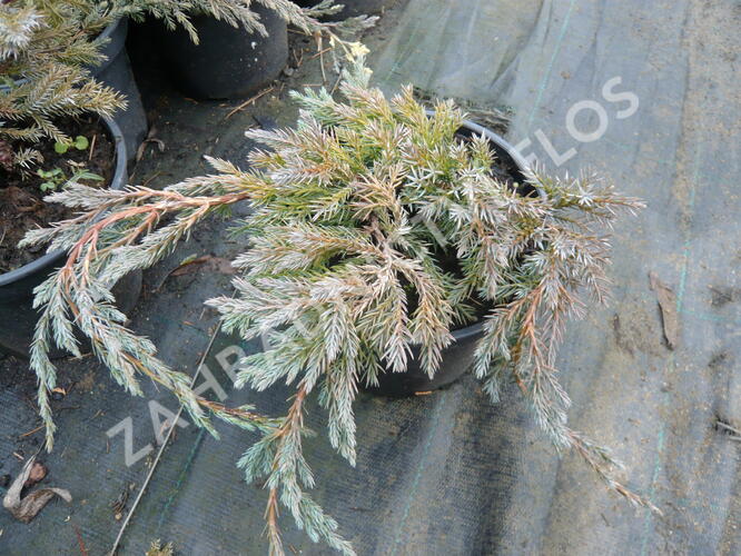 Jalovec šupinatý 'Blue Carpet' - Juniperus squamata 'Blue Carpet'