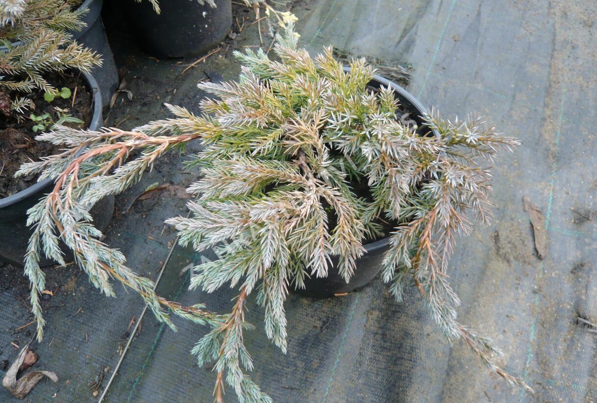 Jalovec šupinatý 'Blue Carpet' - Juniperus squamata 'Blue Carpet'