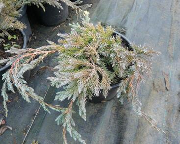 Jalovec šupinatý 'Blue Carpet'