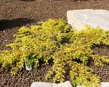 Jalovec obecný 'Depressa Aurea'