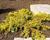 Jalovec obecný 'Depressa Aurea'