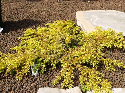 Jalovec obecný 'Depressa Aurea' - Juniperus communis 'Depressa Aurea'
