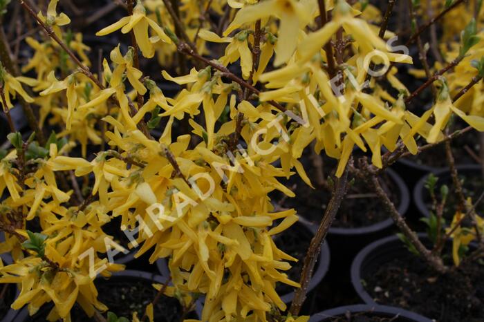 Zlatice prostřední, zlatý déšť 'Spectabilis' - Forsythia intermedia 'Spectabilis'