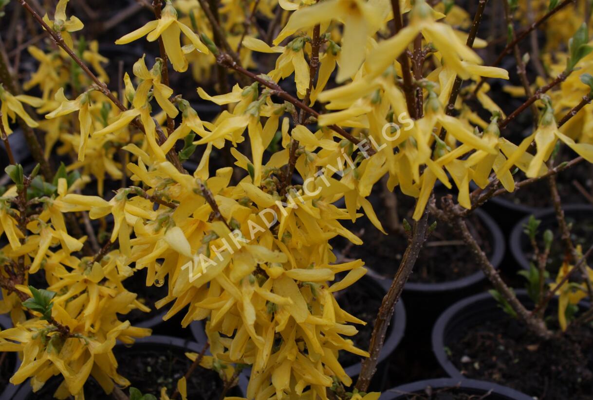 Zlatice prostřední, zlatý déšť 'Spectabilis' - Forsythia intermedia 'Spectabilis'