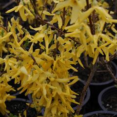 Zlatice prostřední 'Spectabilis' - Forsythia intermedia 'Spectabilis'