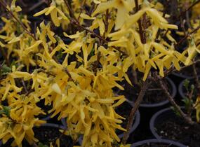 Zlatice prostřední, zlatý déšť 'Spectabilis' - Forsythia intermedia 'Spectabilis'