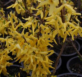 Zlatice prostřední, zlatý déšť 'Spectabilis' - Forsythia intermedia 'Spectabilis'