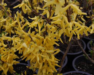 Zlatice prostřední, zlatý déšť 'Spectabilis'