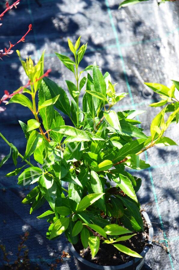 Zlatice prostřední, zlatý déšť 'Spectabilis' - Forsythia intermedia 'Spectabilis'