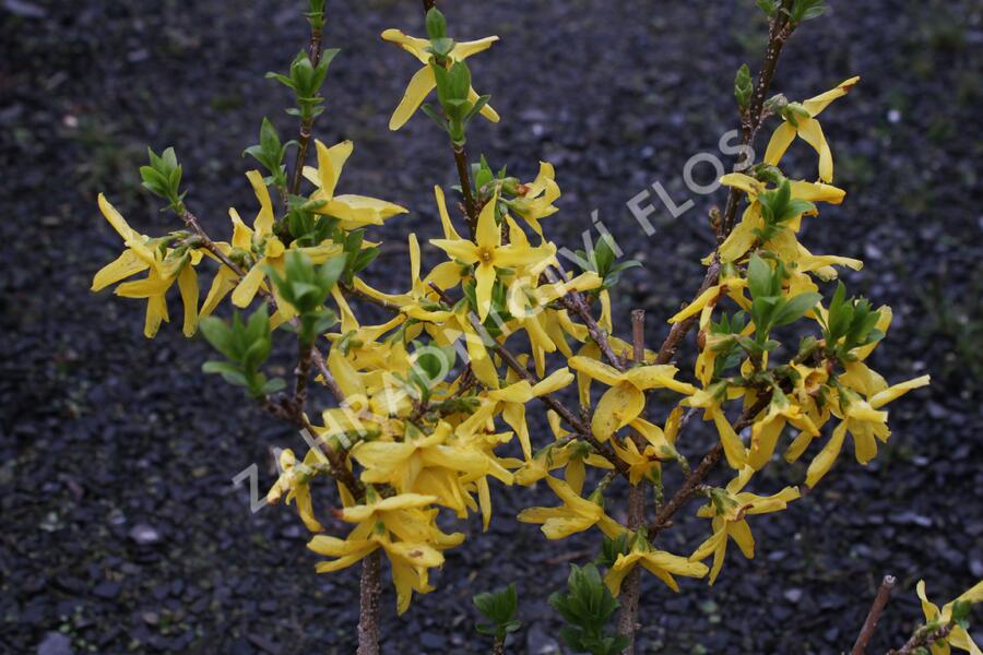 Zlatice prostřední 'Lynwood Gold' - Forsythia intermedia 'Lynwood Gold'