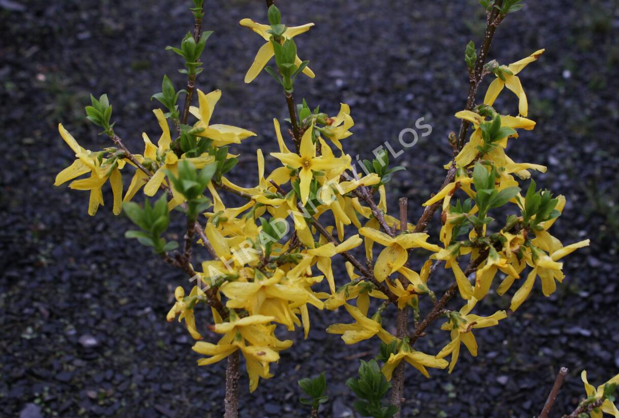 Zlatice prostřední, zlatý déšť 'Lynwood Gold' - Forsythia intermedia 'Lynwood Gold'