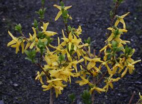 Zlatice prostřední, zlatý déšť 'Lynwood Gold' - Forsythia intermedia 'Lynwood Gold'