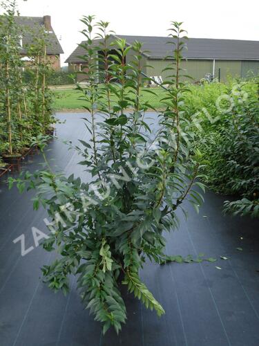 Zlatice prostřední, zlatý déšť 'Lynwood Gold' - Forsythia intermedia 'Lynwood Gold'