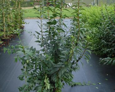 Zlatice prostřední, zlatý déšť 'Lynwood Gold'