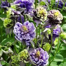 Orlíček obecný 'Double Blue White' - Aquilegia vulgaris 'Double Blue White'