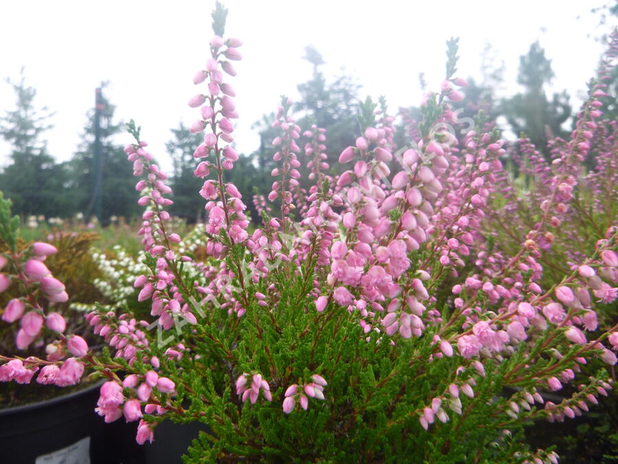 Vřes obecný 'Red Favorite' - Calluna vulgaris 'Red Favorite'