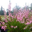 Vřes obecný 'Red Favorite' - Calluna vulgaris 'Red Favorite'