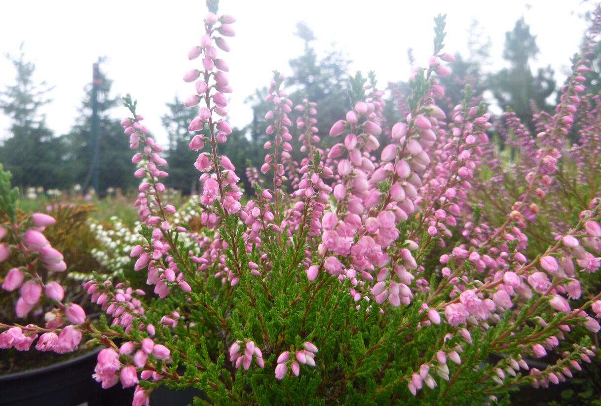 Vřes obecný 'Red Favorite' - Calluna vulgaris 'Red Favorite'