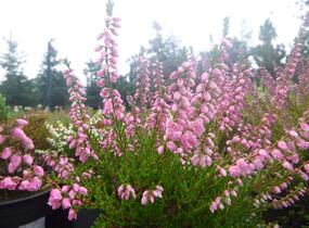 Vřes obecný 'Red Favorite' - Calluna vulgaris 'Red Favorite'
