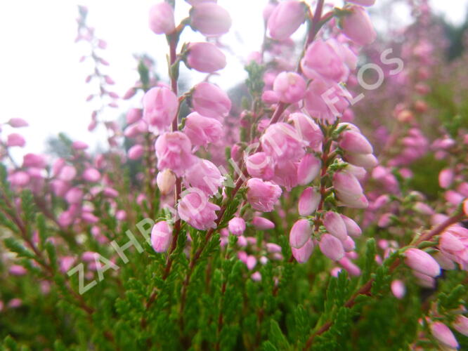 Vřes obecný 'Red Favorite' - Calluna vulgaris 'Red Favorite'