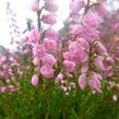 Vřes obecný 'Red Favorite' - Calluna vulgaris 'Red Favorite'