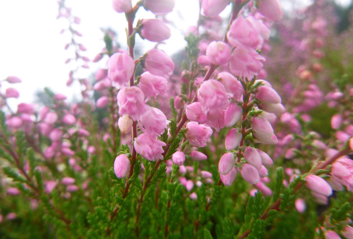 Vřes obecný 'Red Favorite' - Calluna vulgaris 'Red Favorite'