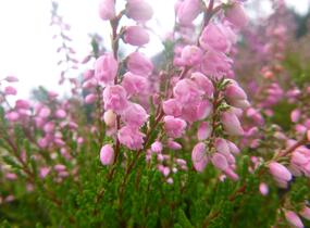 Vřes obecný 'Red Favorite' - Calluna vulgaris 'Red Favorite'