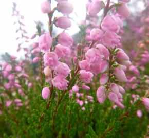 Vřes obecný 'Red Favorite' - Calluna vulgaris 'Red Favorite'