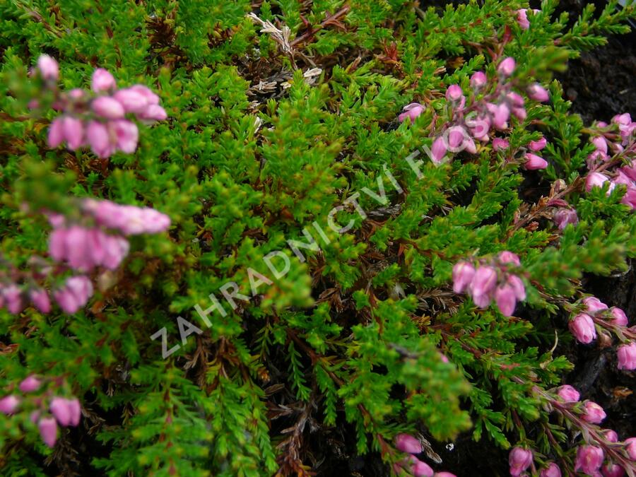 Vřes obecný 'Red Favorite' - Calluna vulgaris 'Red Favorite'