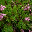 Vřes obecný 'Red Favorite' - Calluna vulgaris 'Red Favorite'