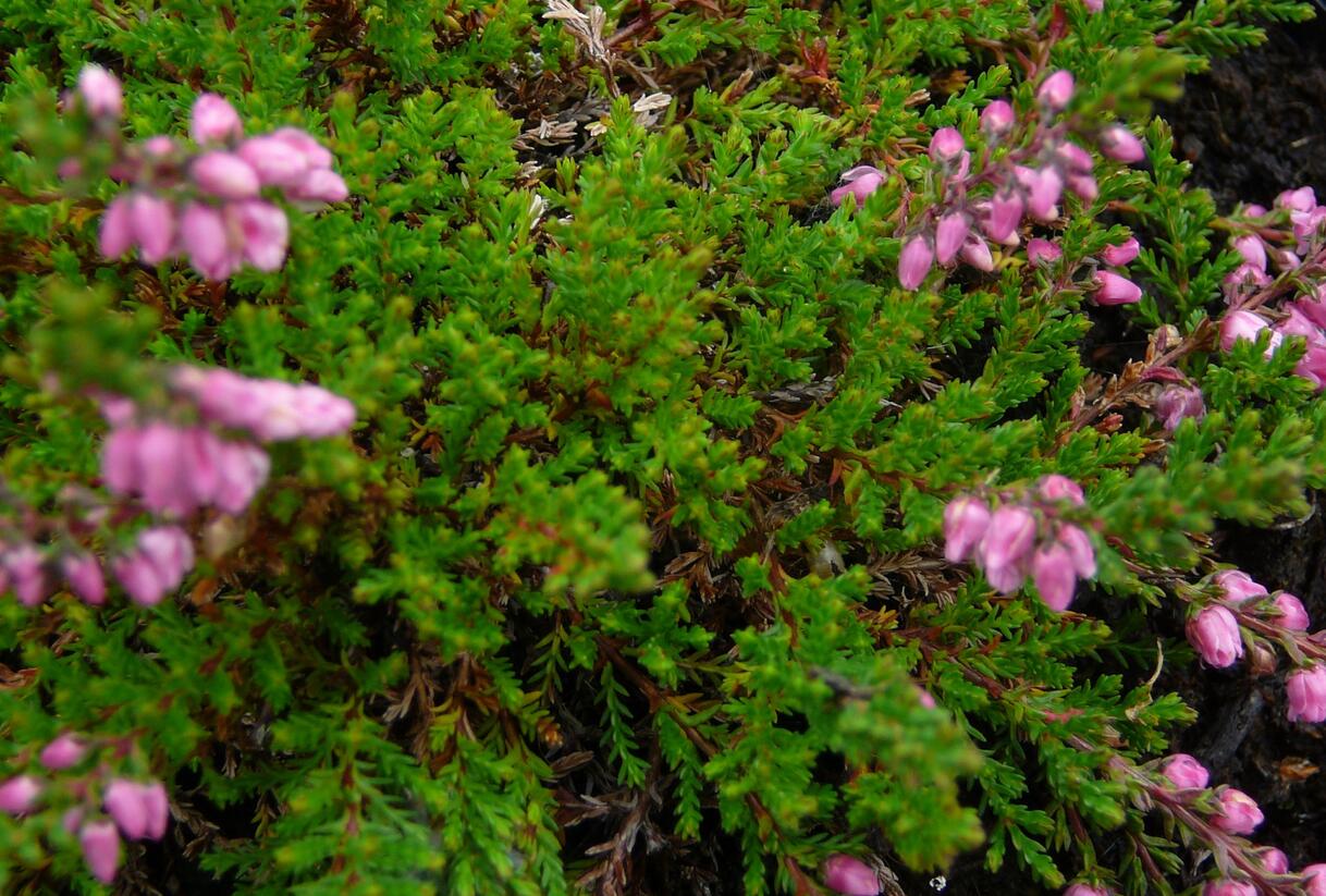 Vřes obecný 'Red Favorite' - Calluna vulgaris 'Red Favorite'