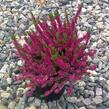 Vřes obecný 'Red Favorite' - Calluna vulgaris 'Red Favorite'