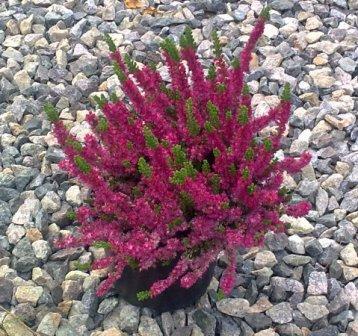 Vřes obecný 'Red Favorite' - Calluna vulgaris 'Red Favorite'