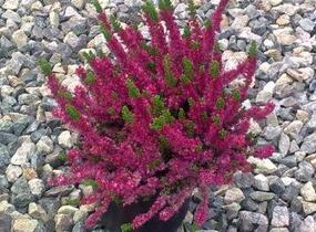 Vřes obecný 'Red Favorite' - Calluna vulgaris 'Red Favorite'