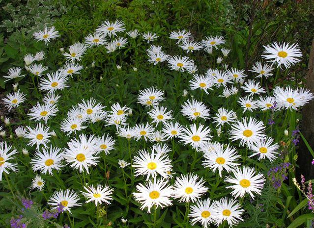 Kopretina velkokvětá 'Aglaia' - Leucanthemum x superbum 'Aglaia'