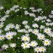 Kopretina velkokvětá 'Aglaia' - Leucanthemum x superbum 'Aglaia'